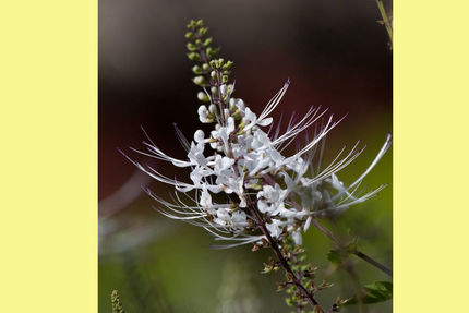 Property And Grounds