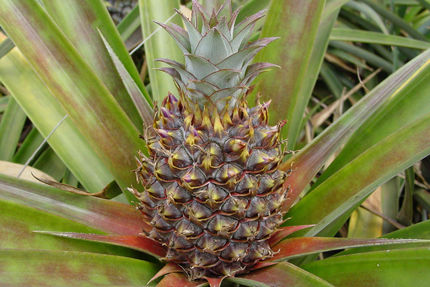 Property And Grounds